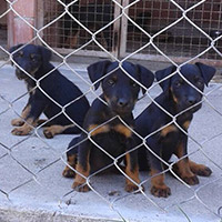 Puppies from Tar od Belog Polja and Dunja Zlatna Greda