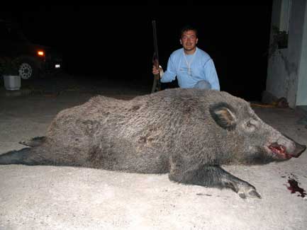 Nesa with huge boar